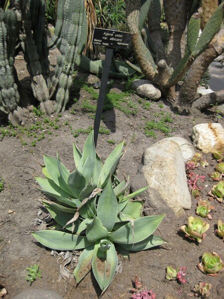 File:IMG 4418 hunt0904.jpg