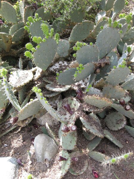 File:IMG 4420 hunt0904.jpg