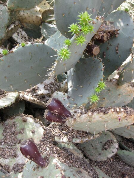 File:IMG 4421 hunt0904.jpg