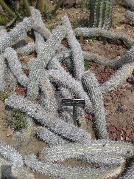 File:IMG 4424 hunt0904.jpg