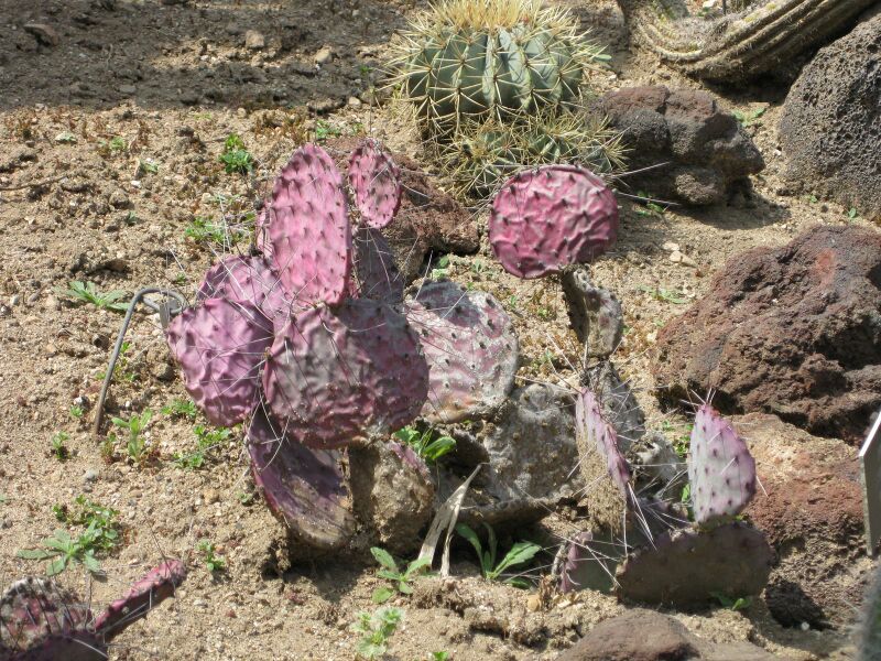 File:IMG 4425 hunt0904.jpg