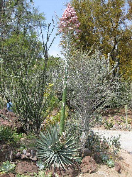 File:IMG 4427 hunt0904.jpg