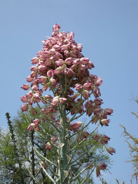 File:IMG 4428 hunt0904.jpg