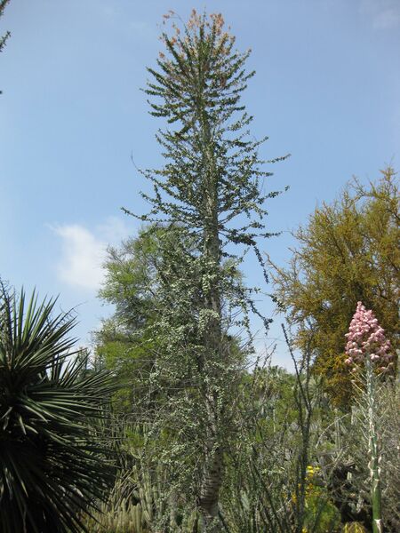 File:IMG 4429 hunt0904.jpg