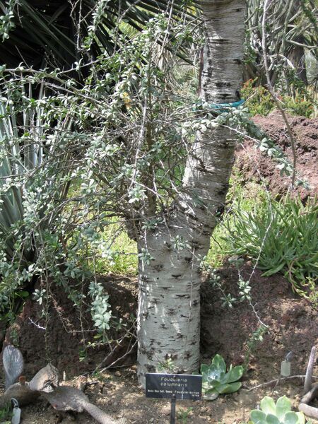 File:IMG 4430 hunt0904.jpg