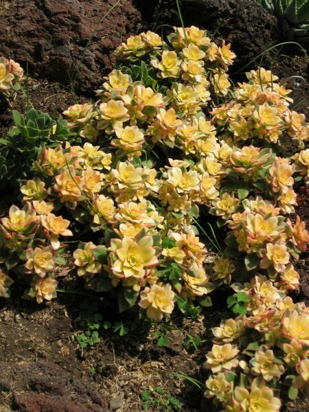 File:IMG 4431 hunt0904.jpg