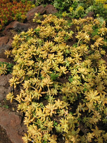 File:IMG 4432 hunt0904.jpg