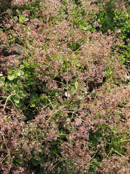 File:IMG 4435 hunt0904.jpg