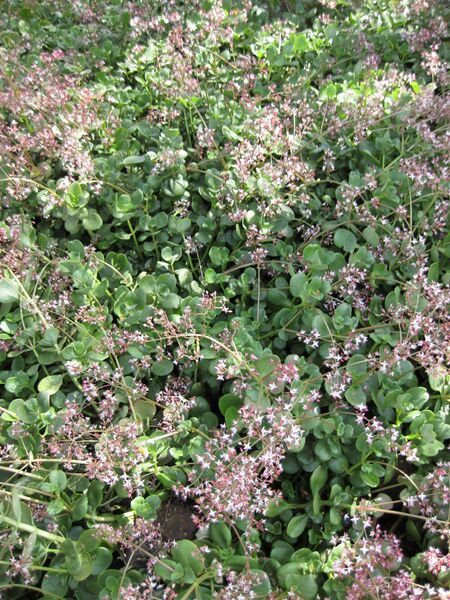 File:IMG 4436 hunt0904.jpg