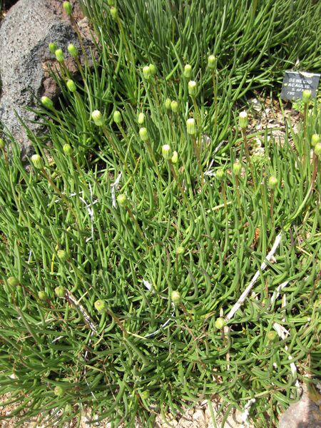 File:IMG 4438 hunt0904.jpg