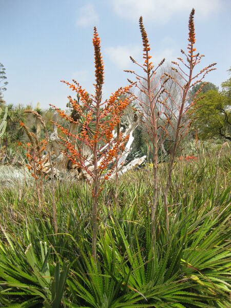 File:IMG 4440 hunt0904.jpg