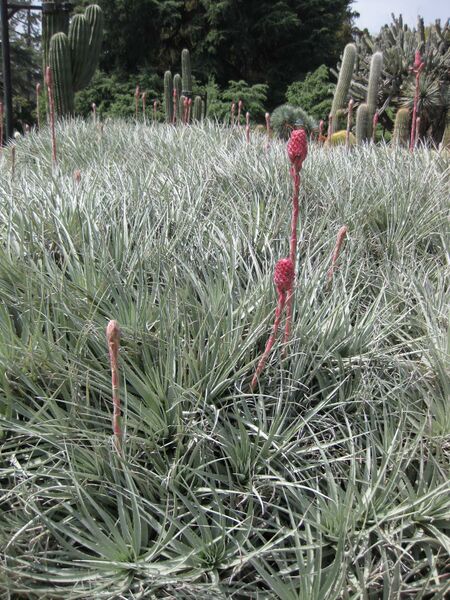 File:IMG 4441 hunt0904.jpg