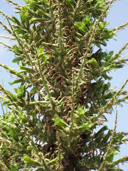 File:IMG 4443 hunt0904.jpg