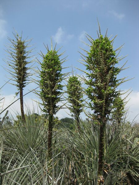 File:IMG 4445 hunt0904.jpg