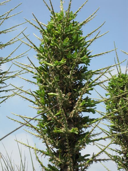 File:IMG 4446 hunt0904.jpg