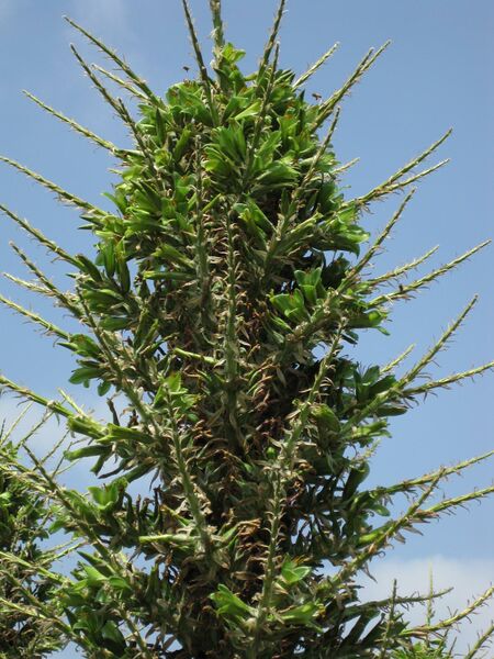 File:IMG 4447 hunt0904.jpg