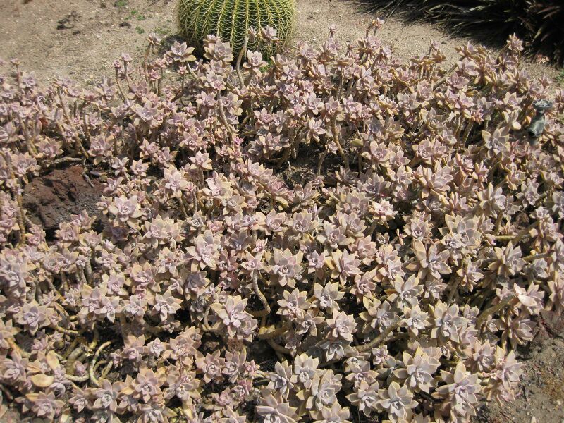 File:IMG 4449 hunt0904.jpg