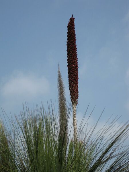 File:IMG 4451 hunt0904.jpg