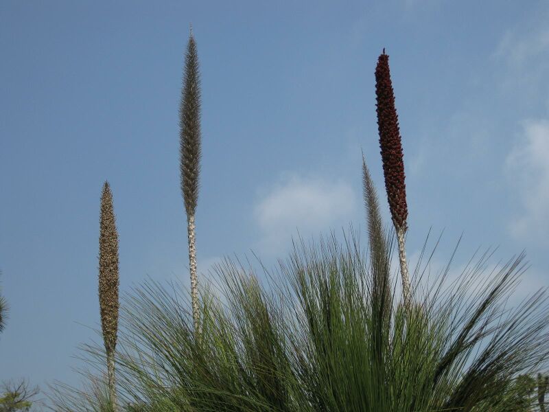 File:IMG 4452 hunt0904.jpg