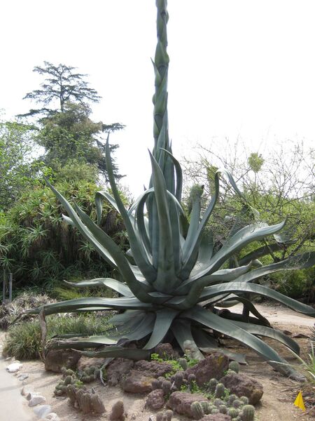 File:IMG 4453 hunt0904.jpg