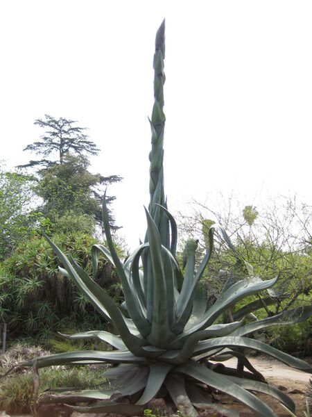 File:IMG 4454 hunt0904.jpg