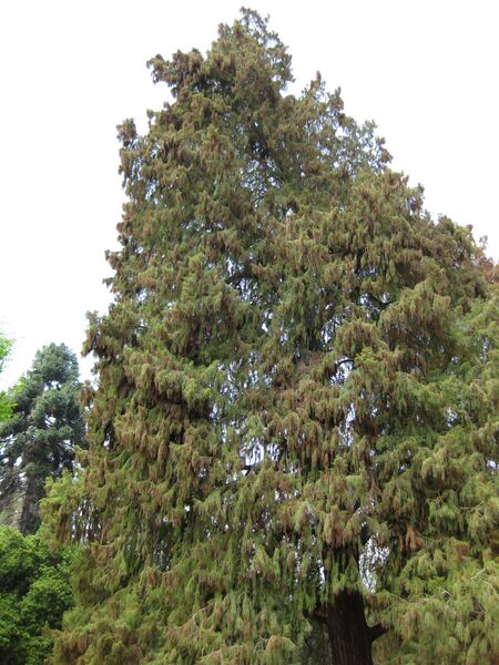 File:IMG 4458 hunt0904.jpg