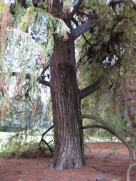 File:IMG 4459 hunt0904.jpg