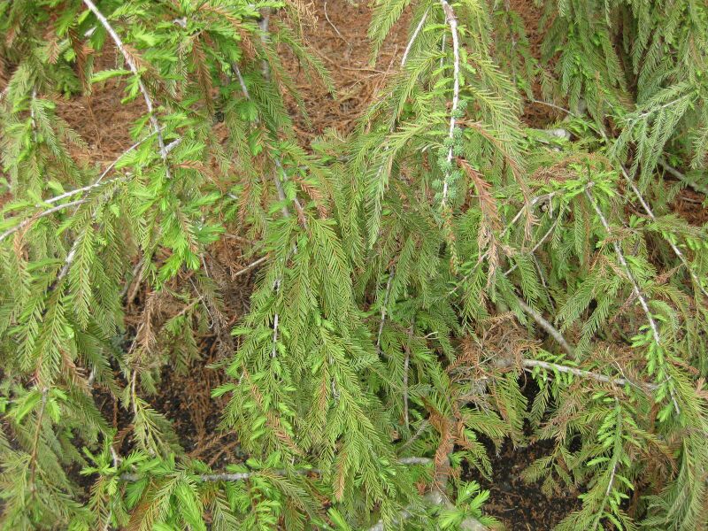 File:IMG 4460 hunt0904.jpg