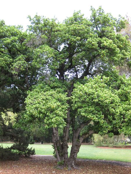 File:IMG 4462 hunt0904.jpg