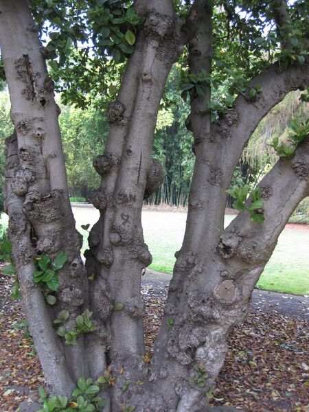 File:IMG 4463 hunt0904.jpg