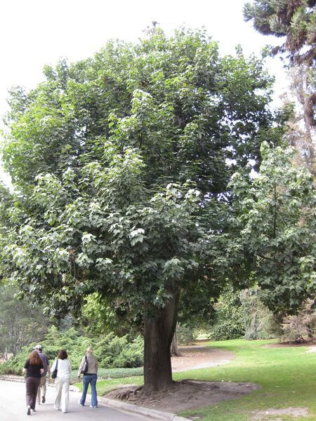 File:IMG 4467 hunt0904.jpg