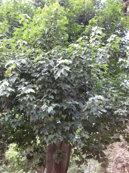 File:IMG 4468 hunt0904.jpg