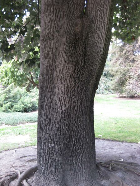 File:IMG 4469 hunt0904.jpg