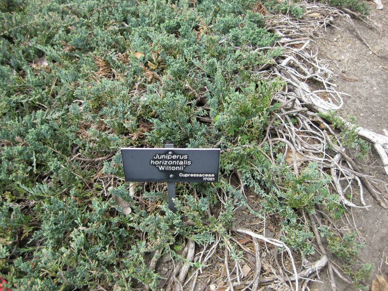 File:IMG 4472 hunt0904.jpg