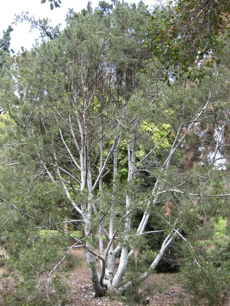 File:IMG 4473 hunt0904.jpg