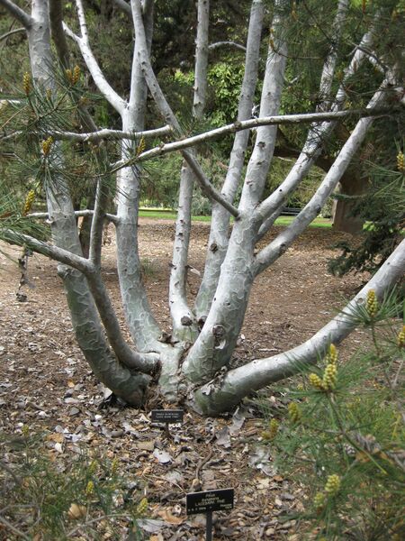 File:IMG 4474 hunt0904.jpg