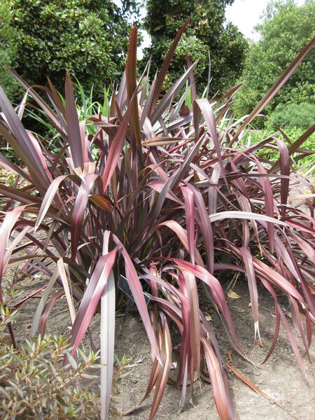 File:IMG 4478 hunt0904.jpg