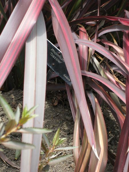 File:IMG 4479 hunt0904.jpg