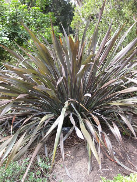 File:IMG 4480 hunt0904.jpg