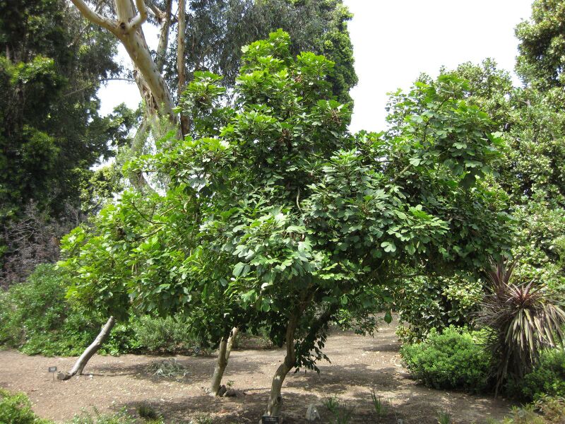 File:IMG 4482 hunt0904.jpg