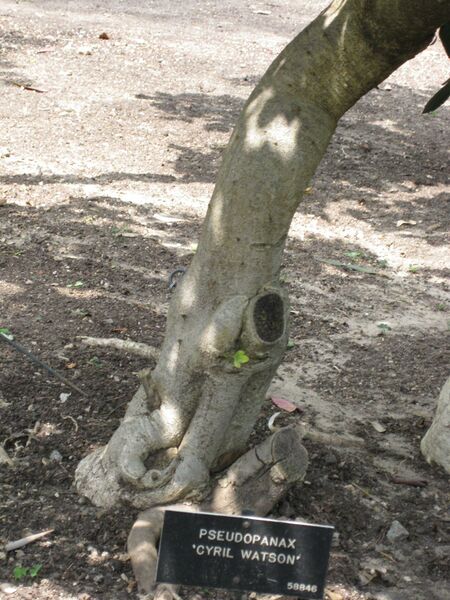 File:IMG 4484 hunt0904.jpg