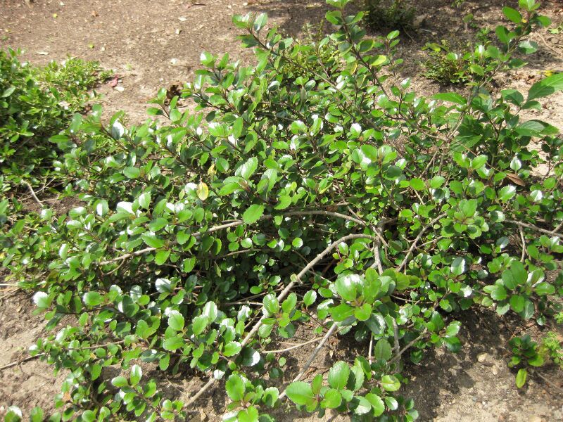 File:IMG 4485 hunt0904.jpg