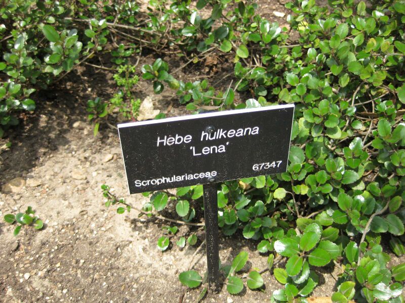 File:IMG 4486 hunt0904.jpg