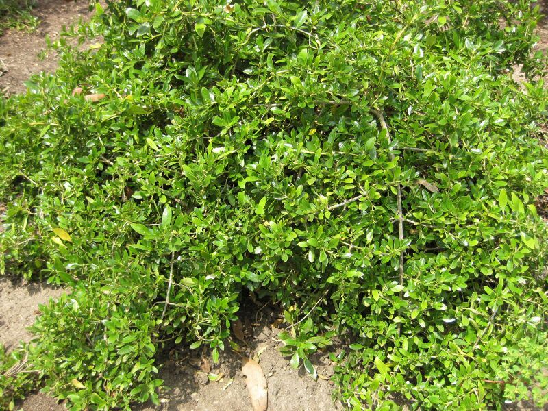 File:IMG 4487 hunt0904.jpg