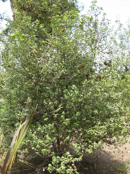 File:IMG 4489 hunt0904.jpg