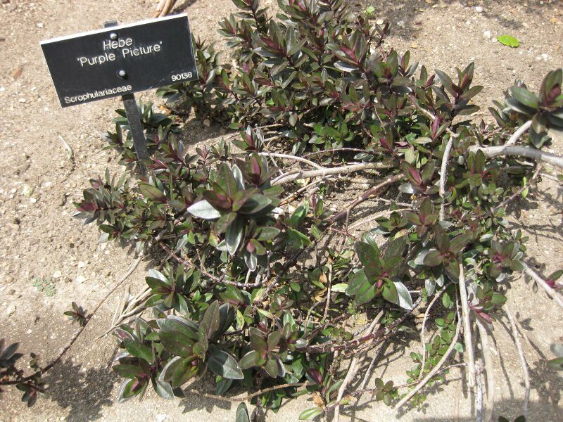 File:IMG 4491 hunt0904.jpg