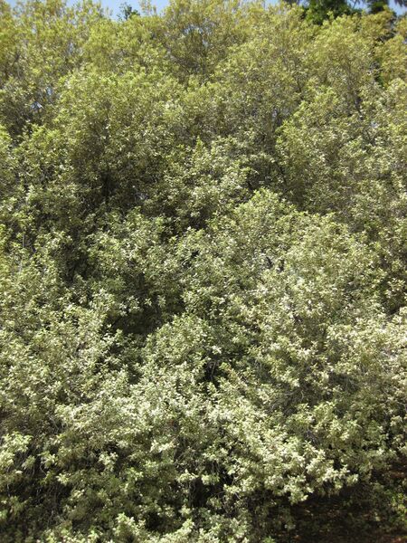 File:IMG 4492 hunt0904.jpg