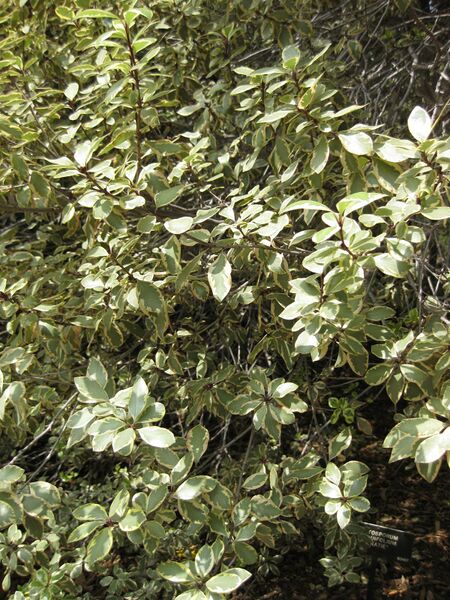 File:IMG 4493 hunt0904.jpg