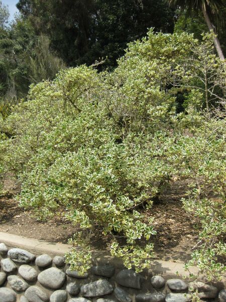 File:IMG 4495 hunt0904.jpg