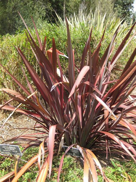 File:IMG 4497 hunt0904.jpg